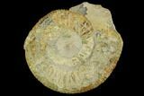 Green Ammonite (Orthosphinctes) Fossil - Germany #125868-1